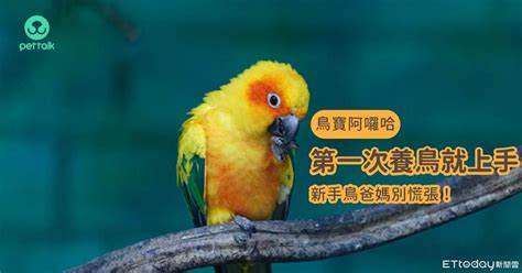 養鳥|慎重考慮「自身條件」 第一次養鳥就上手：別輕易挑。